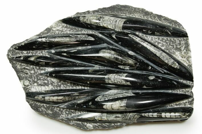 Polished Fossil Orthoceras (Cephalopod) Plate - Morocco #372651